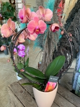 Circular Potted colourful Phalaenopsis Orchid