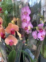 Colourful Phalaenopsis Orchid