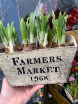 Daffodil planter