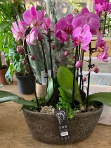 Fancy Orchid planter