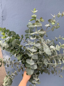 Hand tied Eucalyptus bouquet