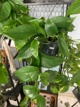 Hanging Philodendron