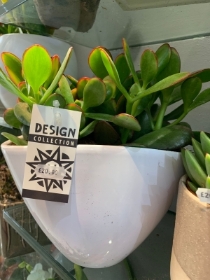 House Plant in stylish white ceramic pot