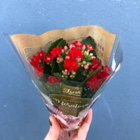 Kalanchoe Rosalina