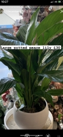 Large potted peace Lily