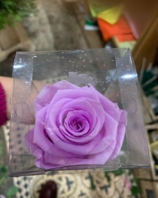 Lilac preserved single boxed rose