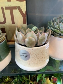 Medium Echerveria in gorgeous hand made ceramic pot