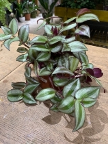Medium Tradescantia House Plant