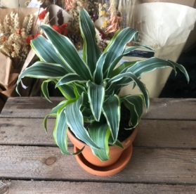 Miniature Dracenia
