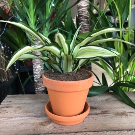 Miniature Variegated Dracena