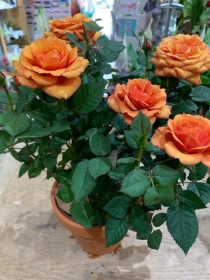 Orange Rose plant in terracotta pot