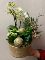 Orchid Arrangement with Kalanchoe