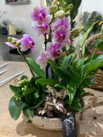 Orchid basket