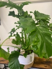 Philodendron