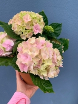 Pink hydrangea in terracotta pot