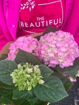 Pink hydrangea