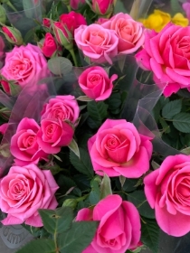Pink Rose  plant