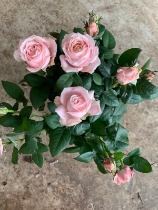 Pink Rose Plant in terracotta pot