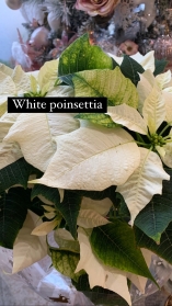 Poinsettia plant Red or white