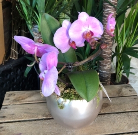 Potted Sphere Orchid