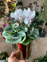 Potted white Cyclamen