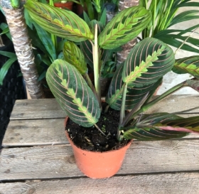 Prayer Plant