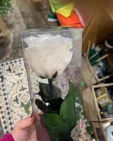 Preserved white long stem rose
