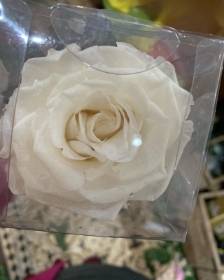 Preserved white long stem rose