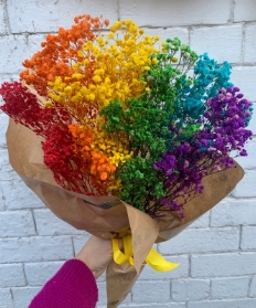 Rainbow preserved Gyp