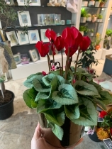 Red cyclamen potted