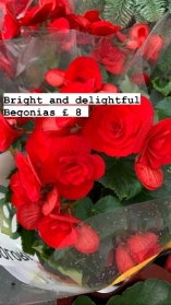 Red Double Begonia