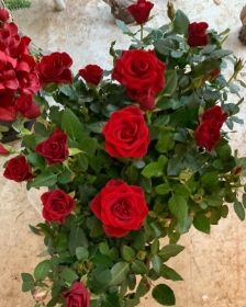 Red Rose plant in Teracotta pot