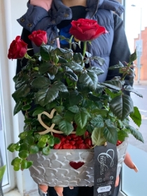 Red Rose Planter