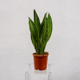 Large Sansevieria (Snake Plant)