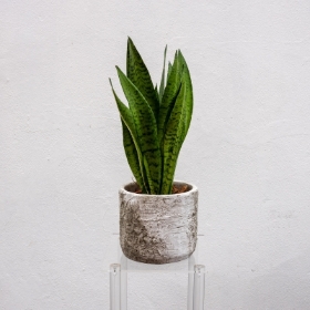 Medium Sansaveria in trendy pot