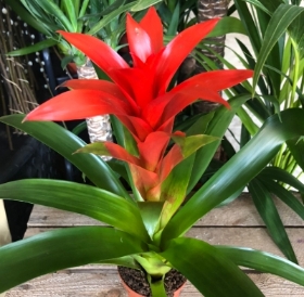 Small Bromeliad