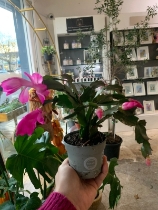 Small Christmas Cactus plant