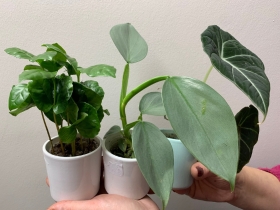 Small house plants in pots