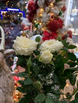 Small potted sparkle white patio rose