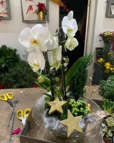 Stunning Christmas Orchid arrangement