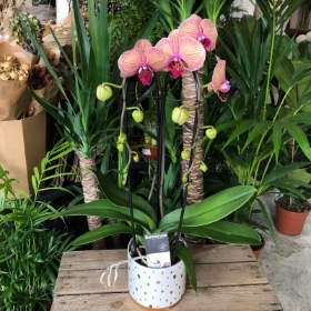 Tall Potted Orchid