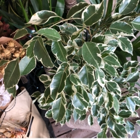 Variegated Ficus