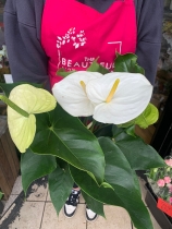 White anthurium plant Large