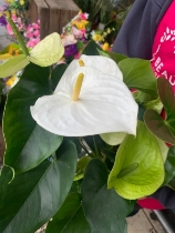 White anthurium plant Large