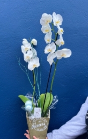 White orchid in pot