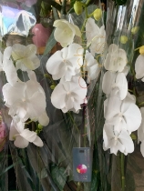 White Phalaenopsis  Orchid 2 stems 80 cm