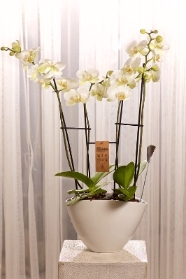 White Phalaenopsis Orchid
