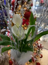 White potted Cala lily Christmas style