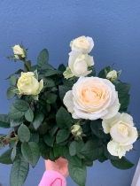 White Rose Bush in terracotta pot