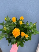 Yellow rose plant in terracotta pot
